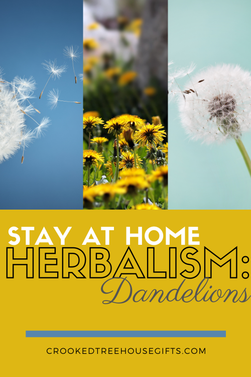 Stay at Home Herbalism_ Dandelions